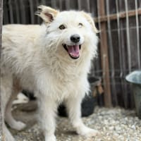Snow, chien à adopter