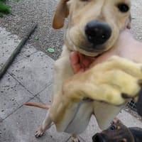 DONALD croisé pincher réunion, chien à adopter