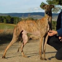 THIAGO, chien à adopter
