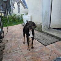 ATLAS chiot croisé, chien à adopter