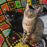 GUSTAVE et LUNE, chat à adopter