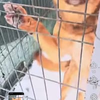 Brownie, chienne à adopter