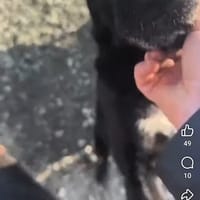 Osho, chien à adopter