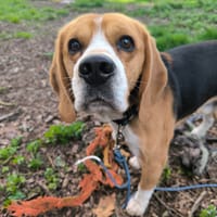 TAO, chien à adopter