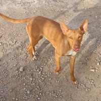 BENITO, chien à adopter