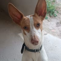 OFELIA, chienne à adopter