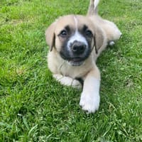 Josi, chienne à adopter