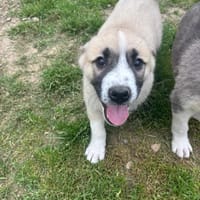 Rob, chien à adopter