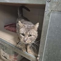 Pouille pouille, chat à adopter