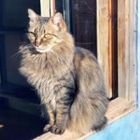 Hübsche, schüchterne Katze Kicha, Katze zur Adoption