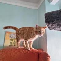 Liebe Schmusekatze Reina, Katze zur Adoption