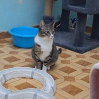 Freundlicher, schüchterner Kater Bowie, Kater zur Adoption