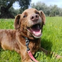 Tender sucht ein Zuhause, Hund zur Adoption