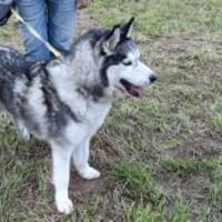 HAMMER- sucht ein Zuhause, Hund zur Adoption