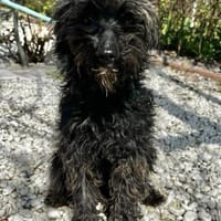 Patty:Ein Lockenkopf voller Lebensfreude, Hündin zur Adoption