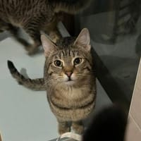 Kai sucht neuen Kuschelplatz, Kater zur Adoption