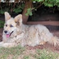 NOTFALL- MASCHA  verliert ihr Zuhause, Hündin zur Adoption