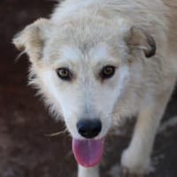 Aryan - aufgeweckt u. verträglich, Hund zur Adoption