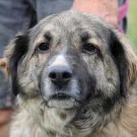 Minka - zutraulich u. kinderlieb, Hündin zur Adoption