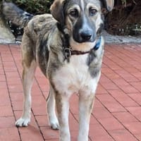 Noroc, gross, freundlich, verspielt, Hund zur Adoption