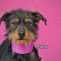 TARA, Hündin zur Adoption