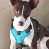 Noa sucht ein neues Zuhause, Hündin zur Adoption