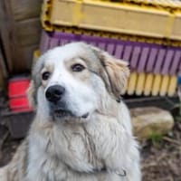 Wer schenkt Fina ein Zuhause?, Hündin zur Adoption