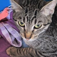 Sanftes Katzenmädchen Donatella, Katze zur Adoption