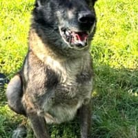 NELSON - toller Belgier in großer Gefahr, Hund zur Adoption