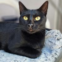 Hübsche, verträgliche Katze Daisy, Katze zur Adoption