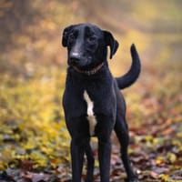 Csöppke B-, die Besondere, Hündin zur Adoption