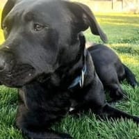 Ciara sucht eine neue Familie, Hündin zur Adoption