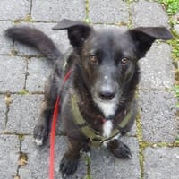 AMY DARF NICHT DURCHS RASTER FALLEN, Hündin zur Adoption