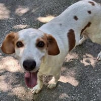 Lio - ein lebenslustiger Begleiter, Hund zur Adoption