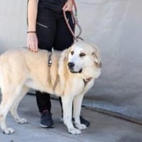 Lina sucht ihr Für-immer-Zuhause, Hündin zur Adoption