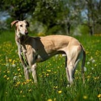 Der sanfte Vito, Hund zur Adoption