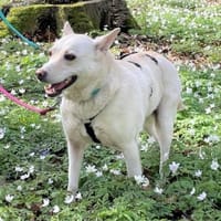 ALBINA - endlich ein ZUHAUSE ?!......, Hündin zur Adoption