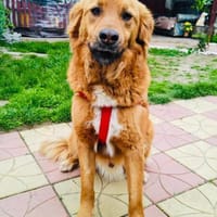 Golden Retriever Mix Vini, Hund zur Adoption