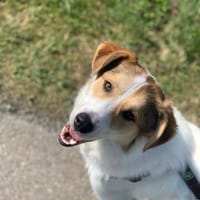 Chopin - Der Feinfühlige ☺, Hund zur Adoption