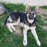 Eira sucht aktives Zuhause, Hündin zur Adoption