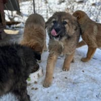 Yaska, wie Müll entsorgt, Hündin zur Adoption