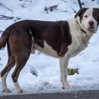 Mex, Hund zur Adoption