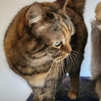 Hübsche, freundliche Katze Margaret, Katze zur Adoption