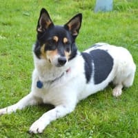 Nette Corgie-Mix Hündin 2 Jahre kastr., Hündin zur Adoption