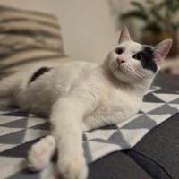 Hübscher Kater Pinki, Kater zur Adoption