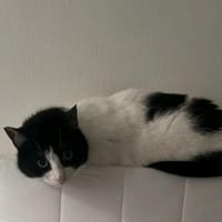 Praskova/ Pfirsich W, Katze zur Adoption