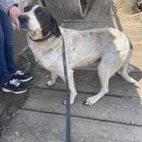 Dalia, Hunde-Omi sucht neues Zuhause, Hündin zur Adoption