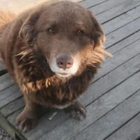 Fussel, lieber Hund sucht neues Zuhause, Hund zur Adoption