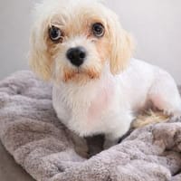 Ildiko° in 65195 Wiesbaden, Hündin zur Adoption