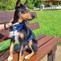 Goku sucht sein Zuhause., Hund zur Adoption